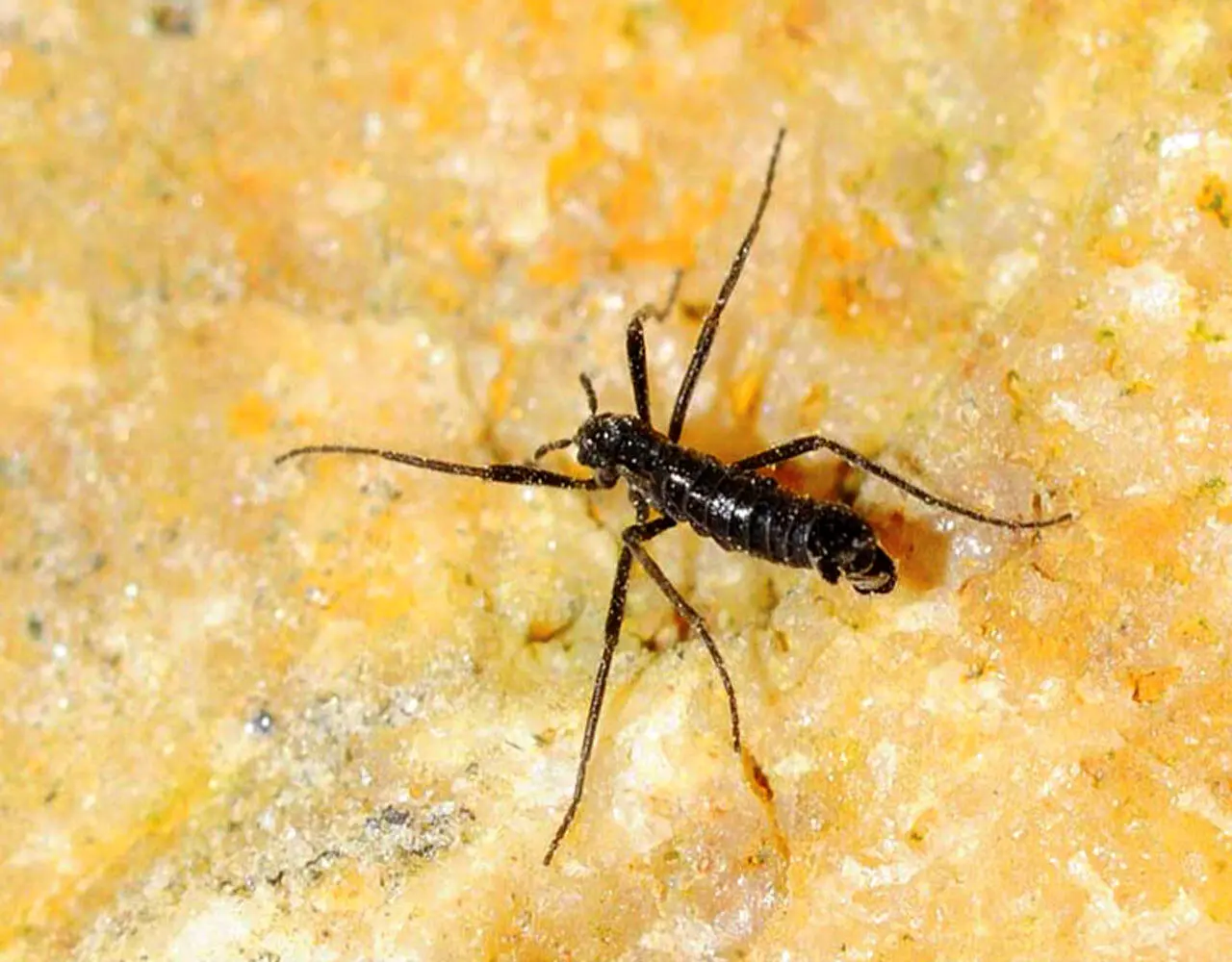 تنها حشره قطب جنوب پلاستیک میخورد / کشف تکاندهنده زنگخطر را به صدا درآورد