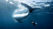 لحظه نفس‌گیر نجات نهنگ گوژپشت که در مسابقه عکاسی اقیانوسیه ۲۰۲۵ برنده شد!