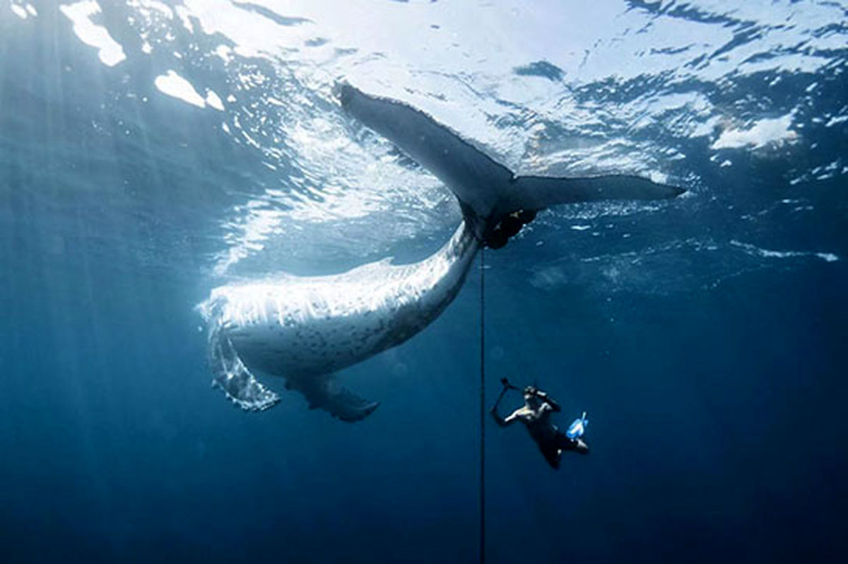 لحظه نفس‌گیر نجات نهنگ گوژپشت که در مسابقه عکاسی اقیانوسیه ۲۰۲۵ برنده شد!