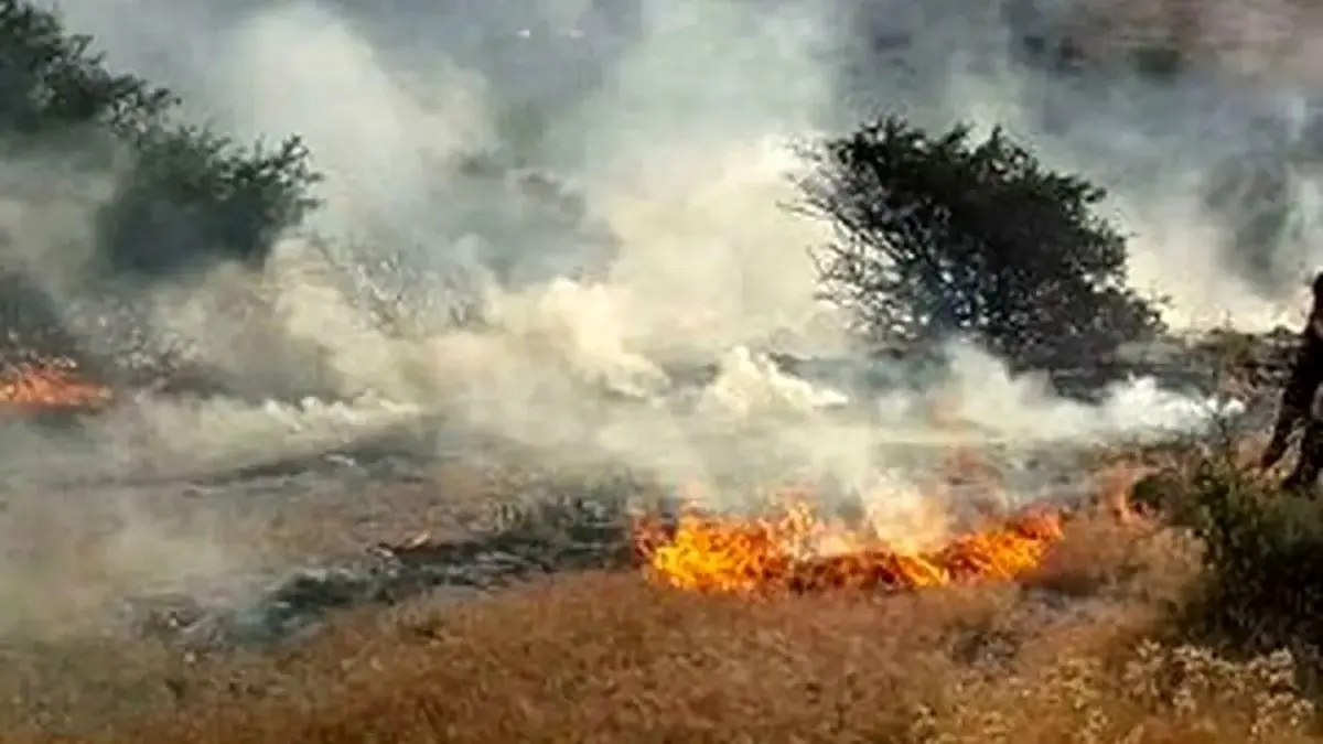 آتش‌سوزی‌های گسترده در جنگل‌های ایران؛ ۱۸۳ هزار هکتار خاکستر شد!