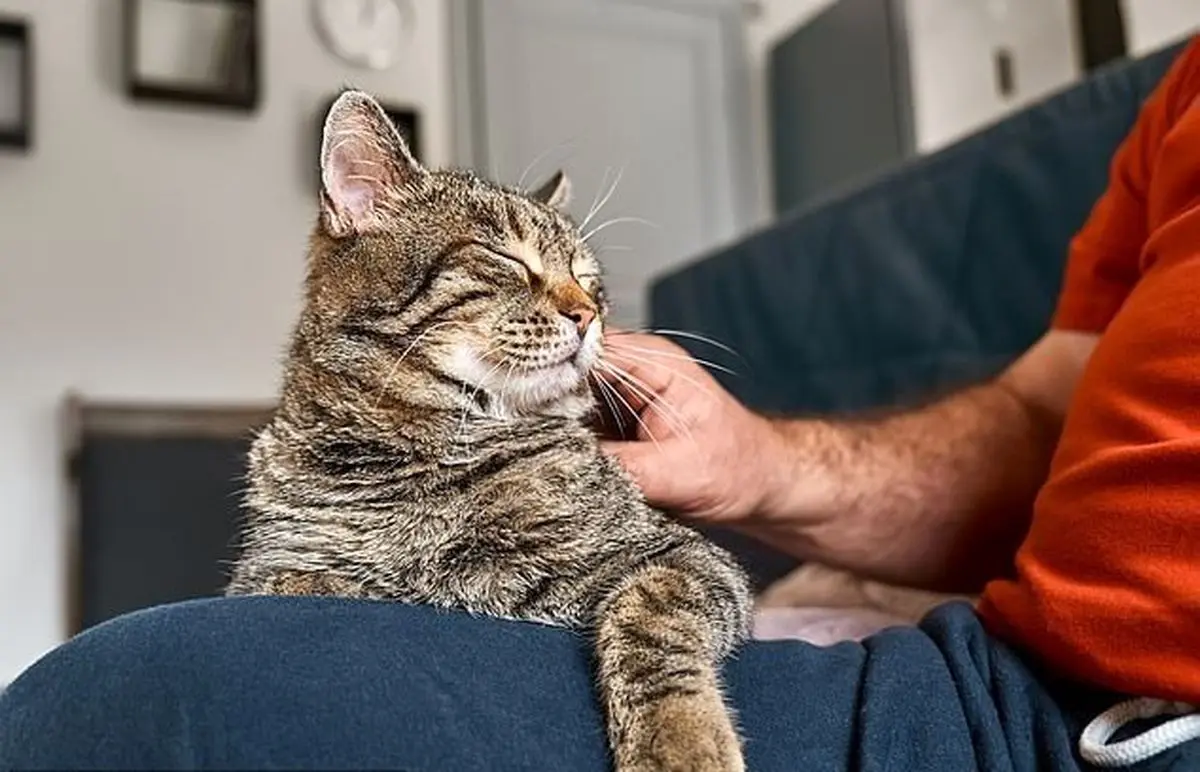 گربه‌ها چرا مردان را بیشتر دوست دارند؟ پژوهشی که همه را شگفت‌زده کرد!