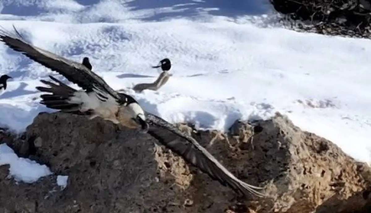 بازگشت شگفت‌انگیز «همای سعادت» به چهارمحال؛ نماد خوش‌یُمنی در دل طبیعت!