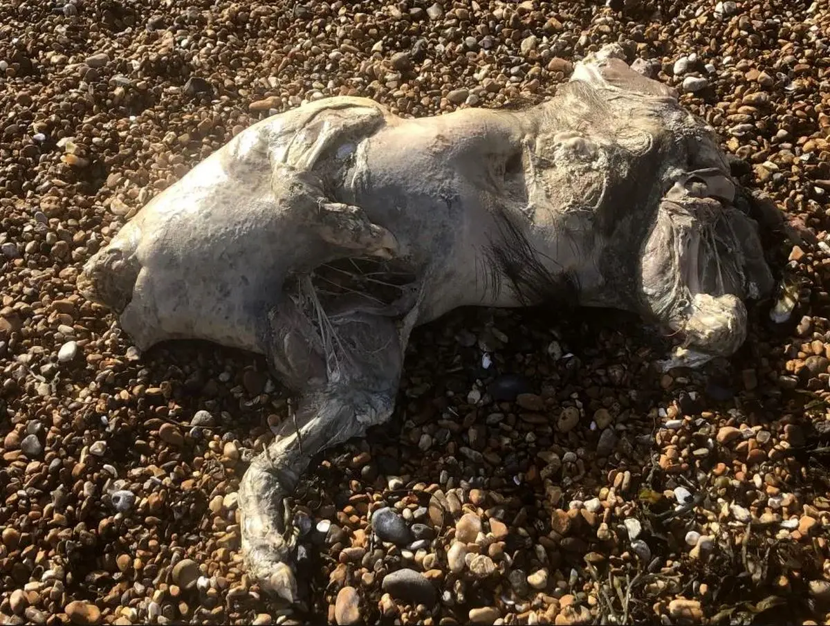 موجود شبح‌گونه با بدن شفاف در ساحل بریتانیا همه را متحیر کرد!