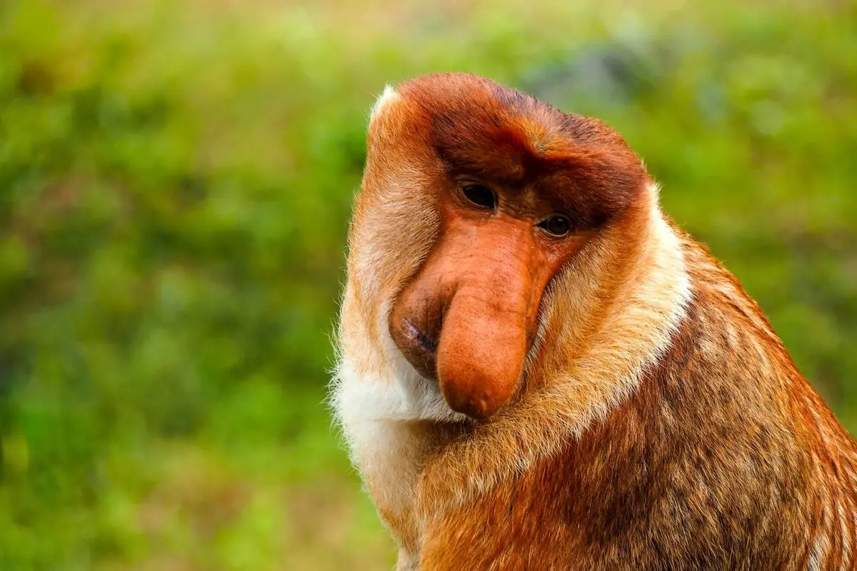 راز شگفت‌انگیز بینی بزرگ «زشت‌ترین حیوان جهان» که همه را متحیر کرد!