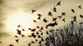 لحظه برخورد دسته عظیمی از پرندگان به زمین/ ویدئو