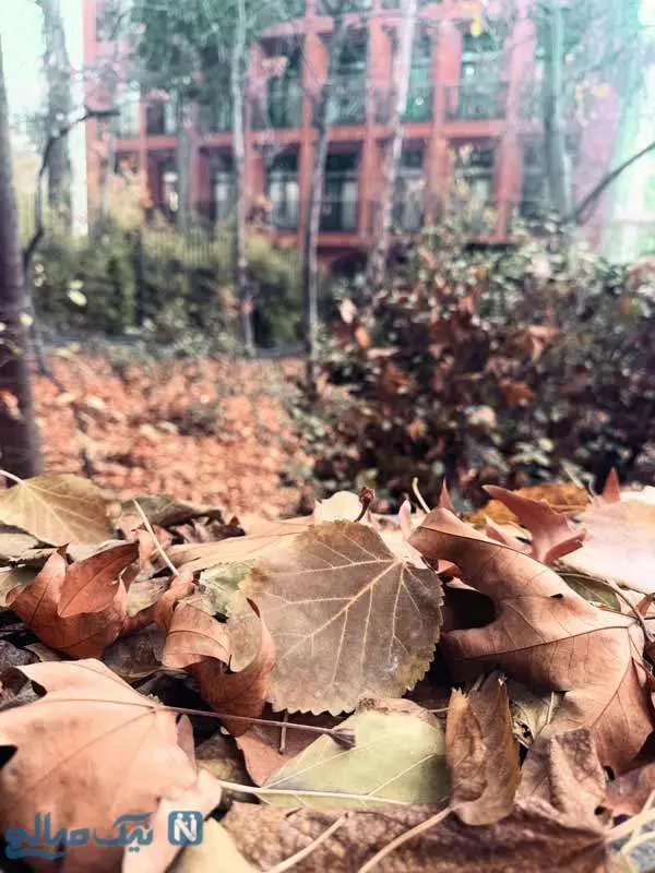 مهشید جوادی