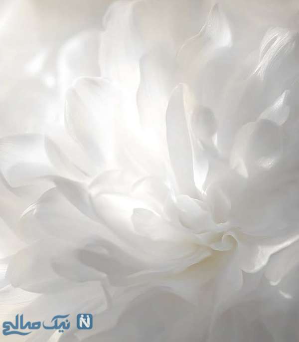 سفید لطیف و آرامش‌بخش رنگ سال