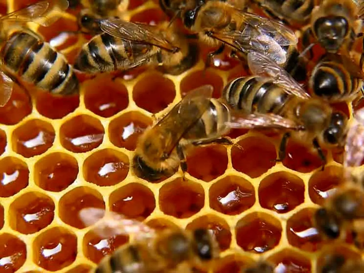 شگرد ۵ ثانیه‌ای برای تشخیص عسل اصل از تقلبی که همه باید بدانند!