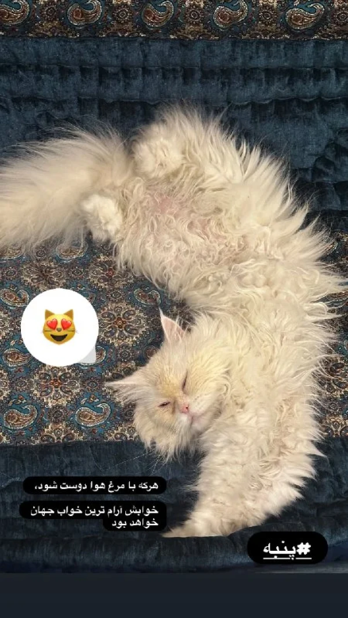 عکس جدید نفیسه روشن با حیوان خانگیاش فضای مجازی را ترکاند عکس جدید نفیسه روشن با حیوان خانگیاش فضای مجازی را ترکاند