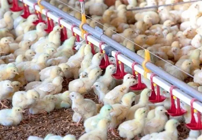 افزایش 14 درصدی جوجه‌ریزی در چهارمحال و بختیاری