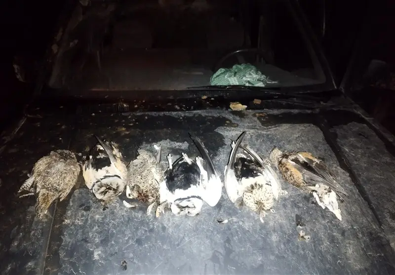 دستگیری 11 گروه شکارچی جانوران وحشی در خواف