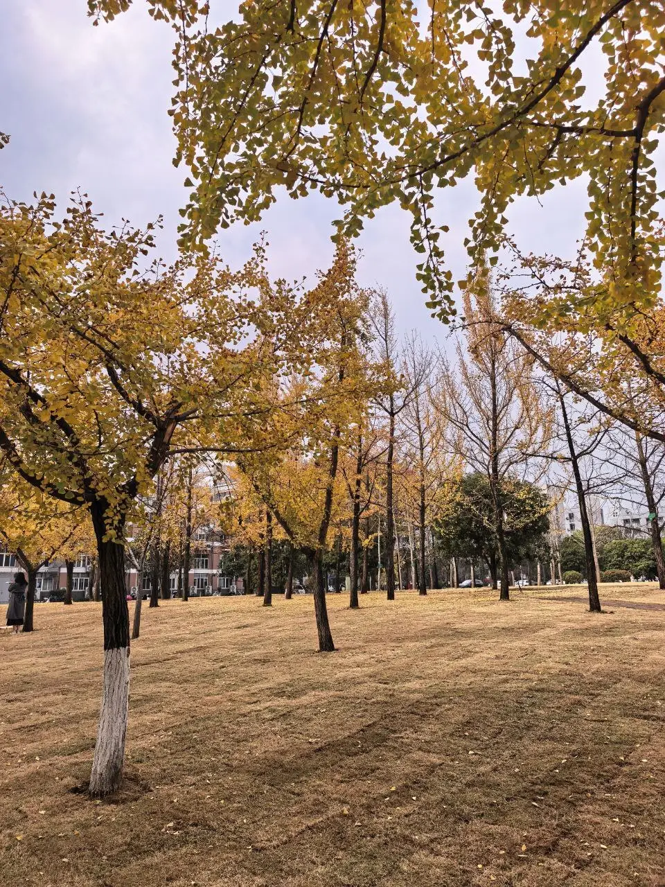 طبیعت پاییزی چین آنچه در چین ندیدم...