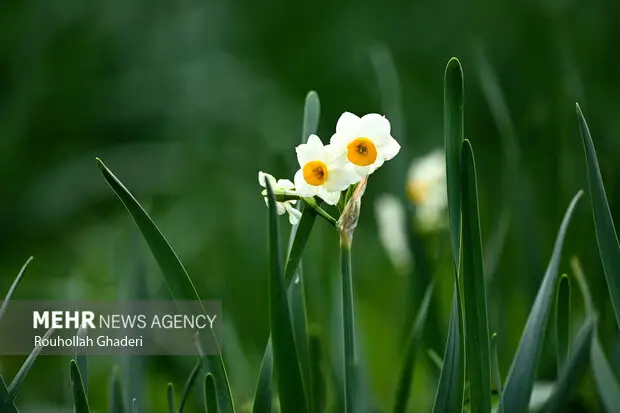 نرگس که میروید امید شکوفه میزند؛ قصهای طلایی از خاک، عطر و آینده