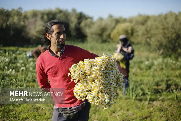 نرگس که میروید امید شکوفه میزند؛ قصهای طلایی از خاک، عطر و آینده