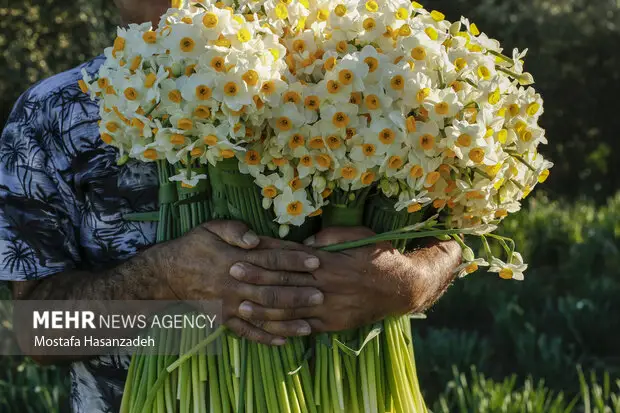 نرگس که میروید امید شکوفه میزند؛ قصهای طلایی از خاک، عطر و آینده