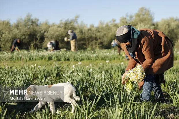 نرگس که میروید امید شکوفه میزند؛ قصهای طلایی از خاک، عطر و آینده