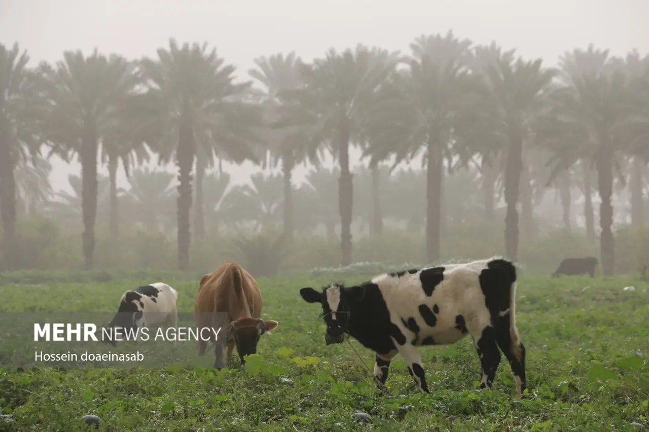 ورود طوفان و گرد و خاک به هرمزگان؛ گرد و خاک هشتبندی را در نوردید