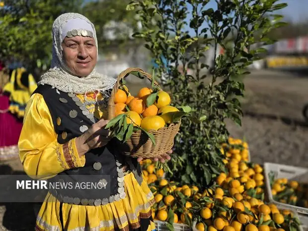 دومین جشنواره شکرانه برداشت پرتقال در روستای پرشکوه لنگرود آغاز شد