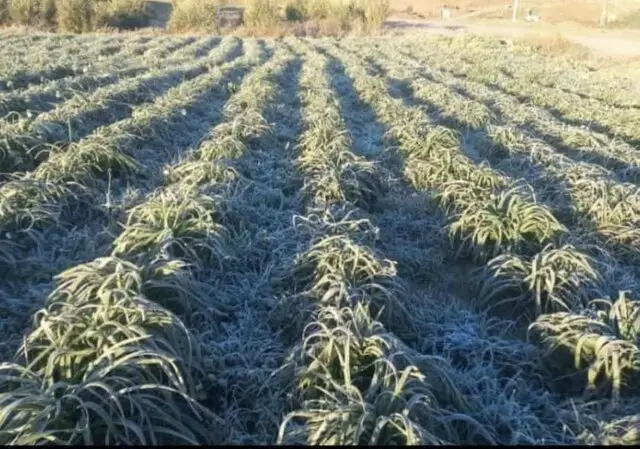 خسارت یخبندان به نرگس‌زارهای دره‌شهر